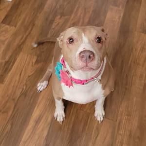 Meet your Posher, Bailey